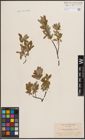 Foto von Salix desertorum Richardson